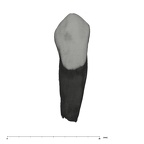 UW101-501 Homo naledi ULC labial