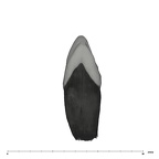 UW101-501 Homo naledi ULC mesial