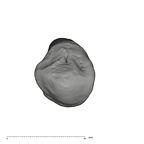 UW101-501 Homo naledi ULC occlusal