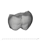 UW101-505 Homo naledi ULM2 buccal