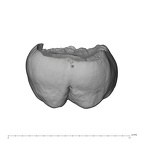 UW101-505 Homo naledi ULM2 lingual