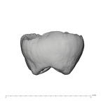 UW101-505 Homo naledi ULM2 mesial