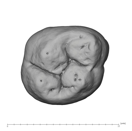 UW101-505 Homo naledi ULM2 occlusal