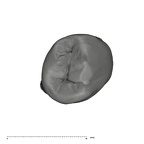 UW101-506 Homo naledi LRP3 occlusal