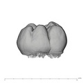UW101-507 Homo naledi LRM2 buccal
