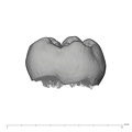 UW101-507 Homo naledi LRM2 lingual