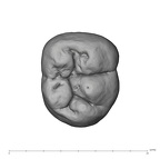 UW101-507 Homo naledi LRM2 occlusal