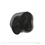 UW101-516 Homo naledi LLM3 apical