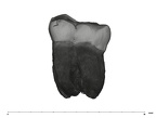 UW101-516 Homo naledi LLM3 buccal