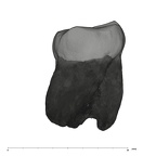 UW101-516 Homo naledi LLM3 distal