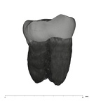 UW101-516 Homo naledi LLM3 lingual