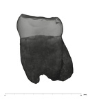 UW101-516 Homo naledi LLM3 mesial