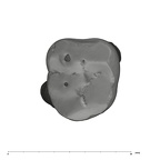 UW101-516 Homo naledi LLM3 occlusal