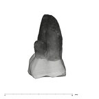 UW101-525+1574 Homo naledi URM1 buccal