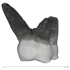 UW101-525+1574 Homo naledi URM1 distal
