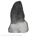 UW101-525+1574 Homo naledi URM1 lingual
