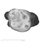 UW101-525+1574 Homo naledi URM1 occlusal