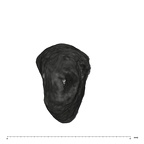 UW101-525+1574 Homo naledi URM1 ROOT apical