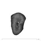 UW101-525+1574 Homo naledi URM1 ROOT occlusal