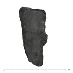 UW101-525+1574 Homo naledi URM1 ROOT side 1