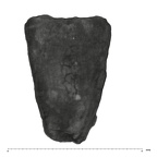 UW101-525+1574 Homo naledi URM1 ROOT side 4