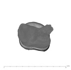 UW101-527 Homo naledi ULM3 apical