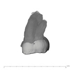 UW101-527 Homo naledi ULM3 buccal