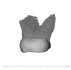 UW101-527 Homo naledi ULM3 distal