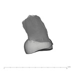 UW101-527 Homo naledi ULM3 lingual