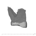 UW101-527 Homo naledi ULM3 mesial