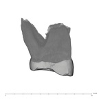 UW101-527 Homo naledi ULM3 mesial