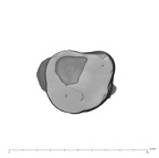 UW101-527 Homo naledi ULM3 occlusal