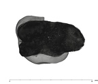 UW101-528 Homo naledi ULM2 apical