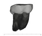 UW101-528 Homo naledi ULM2 buccal