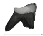 UW101-528 Homo naledi ULM2 distal