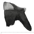 UW101-528 Homo naledi ULM2 mesial
