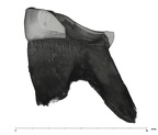 UW101-528 Homo naledi ULM2 mesial