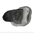 UW101-528 Homo naledi ULM2 occlusal