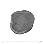 UW101-544a Homo naledi URDM2 apical