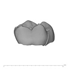 UW101-544a Homo naledi URDM2 buccal