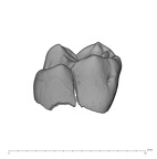 UW101-544a Homo naledi URDM2 lingual
