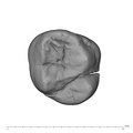 UW101-544a Homo naledi URDM2 occlusal
