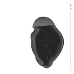 UW101-544b Homo naledi URC apical