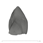 UW101-544b Homo naledi URC distal