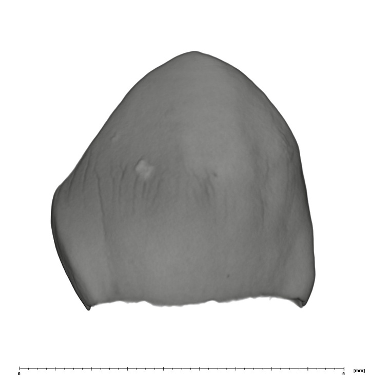 UW101-544b Homo naledi URC labial