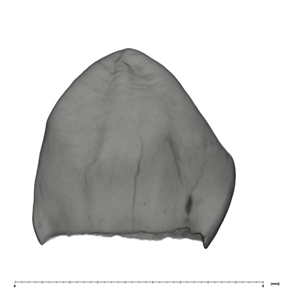 UW101-544b Homo naledi URC lingual