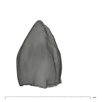 UW101-544b Homo naledi URC mesial