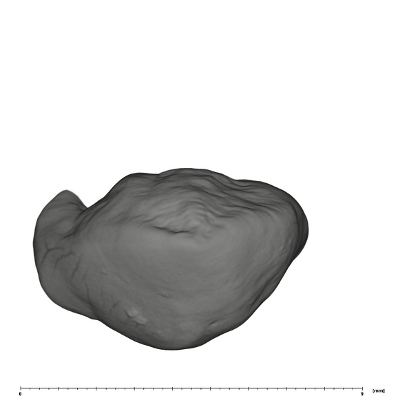 UW101-544b Homo naledi URC occlusal