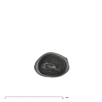 UW101-544c Homo naledi URDI1 apical