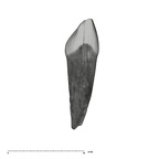 UW101-544c Homo naledi URDI1 distal